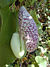 Aristolochia.littoralis1web.jpg